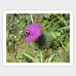 Busy bumblebee searching for pollen Sticker